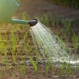 Zalijevanje luka solju - kako zalijevati na otvorenom tlu, fiziološkom otopinom